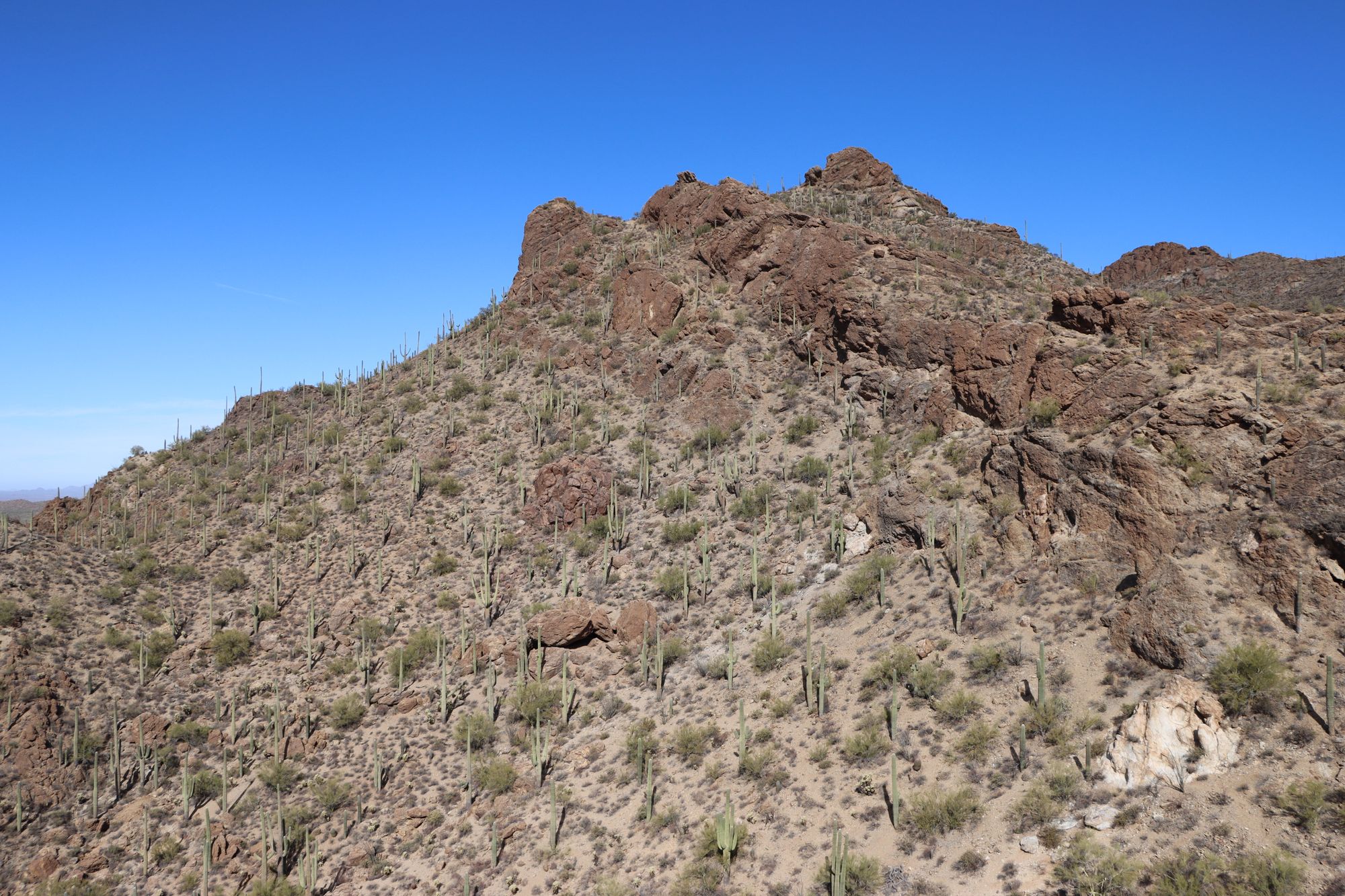 Saguaro cacti and rocky desert terrain under a clear sky in Tucson, Arizona.